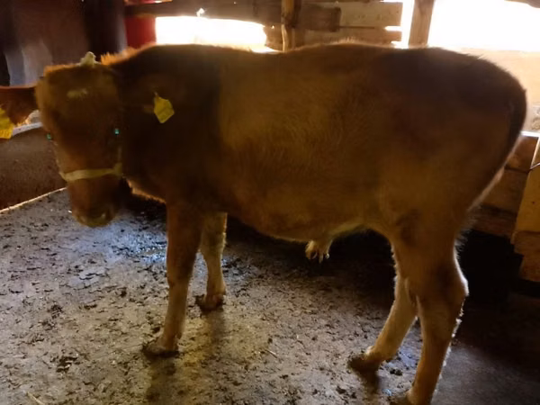 Cattle (batch, sex not specified), Cattle