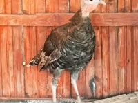 Turkeys — foto 4
