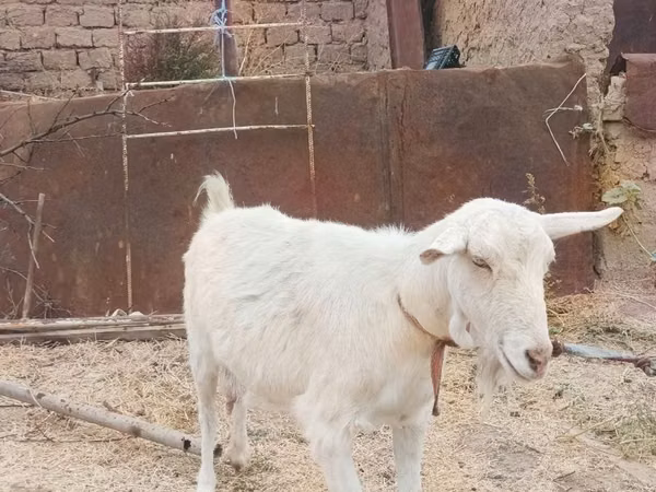 بز ماده, بز — ازبکستان