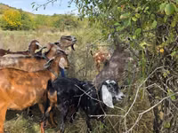 ছাগী, Nubian Goat — ছবি 4