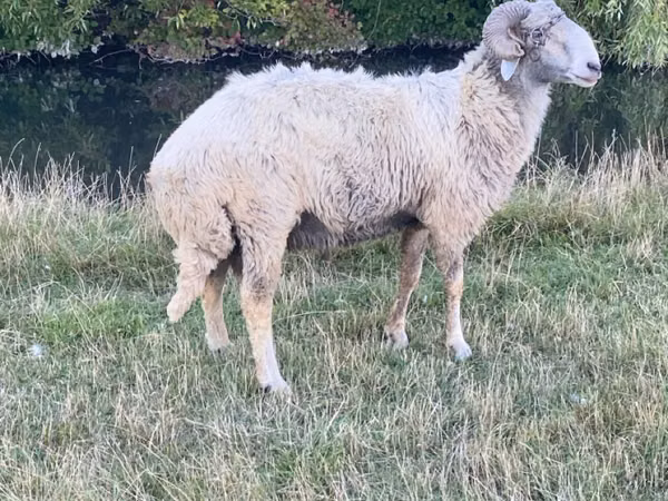 Ram, Karakul sheep — Moldova