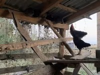 Chickens — ছবি 1