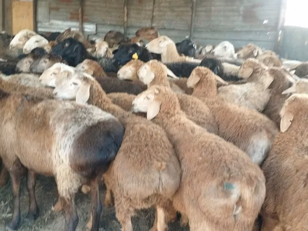 Ram, Sheep