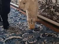 بز نر, بز — عکس 4