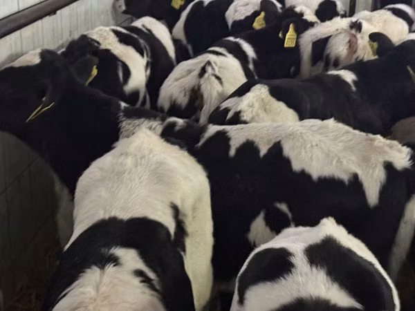 Бик, Russian Black pied cattle