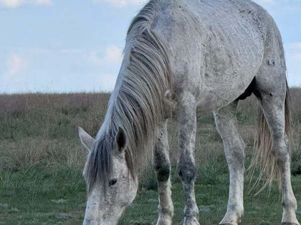 Horse (M), Orlov Trotter
