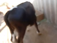 Бұқа, Russian Black pied cattle — 2-сурет