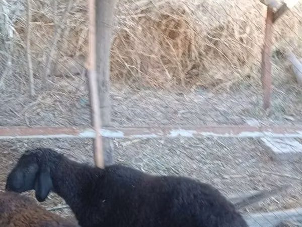 Ram, Sheep — Uzbekistan