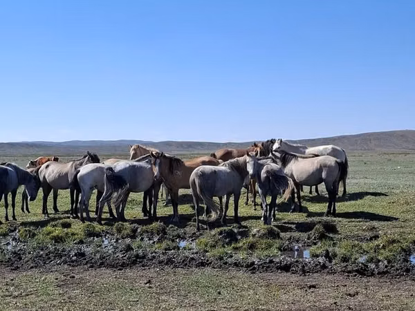 Mare, Mugalzhar horse — Kazakhstan