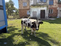 Bull, Holstein breed — photo 1