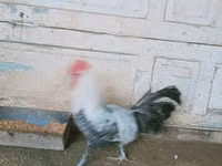 برایکل — عکس 1