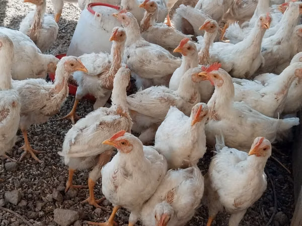 Chickens — Kyrgyzstan