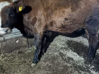 Cow, Russian Black pied cattle — photo 4