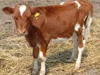 雌牛, Swiss cattle — 写真 2
