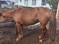 Kuda betina, Horses — foto 4