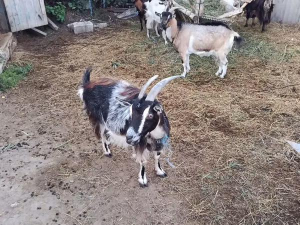 Goat, Goats — Moldova