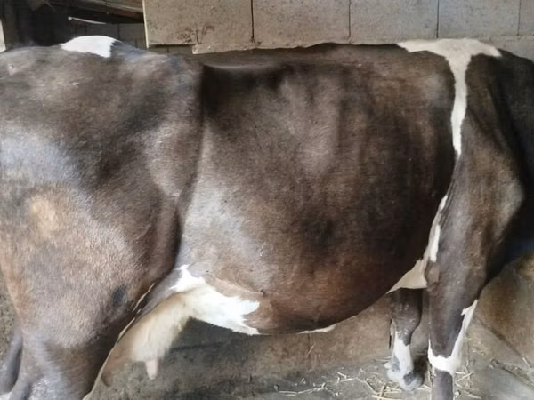 Cow, Holstein breed — Kyrgyzstan