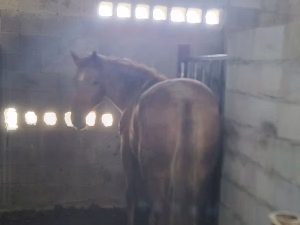 Mare, Horses — Kazakhstan