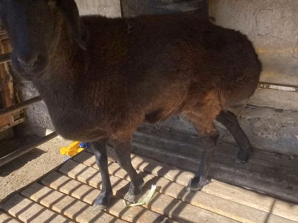 Biri-biri betina, Sheep