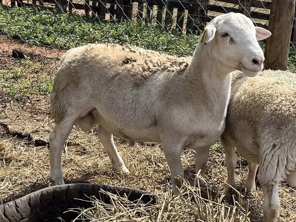 Қошқар, Dorper sheep