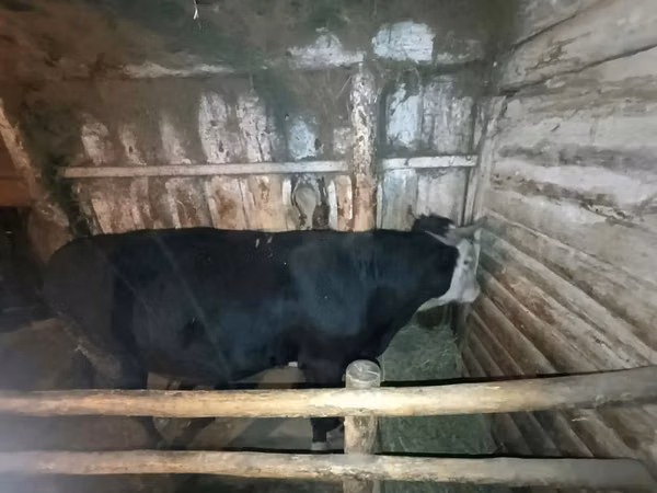 Toro, Aberdeen-Angus