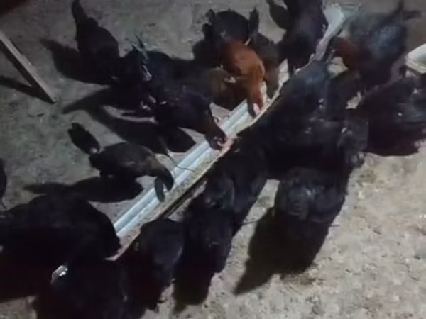 Australorp — Azerbejdżan
