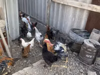 Chickens — sawirka 7