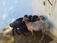 Kambing jantan, Sheep — foto 2