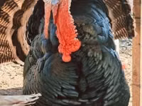 Turkeys — foto 2