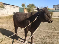 Toro, Bovini — foto 3