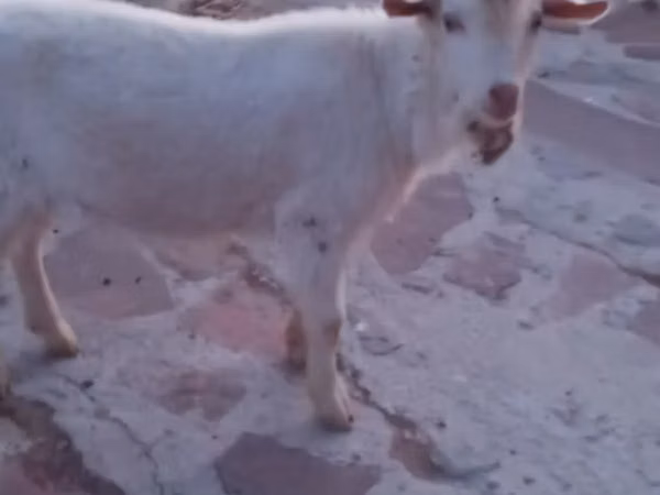Goat, Saanen goat
