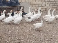 Geese — ფოტო 1