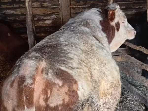 Bull, Simmental cattle — Kazakhstan