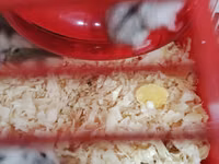 Cırtdan hamsterlər – qəfəs və aksesuarları ilə Məhsul təsviri: - — foto 4