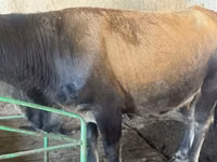 Cow, Limousin cow — photo 4