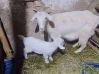 Goat, Alpine goat — photo 2