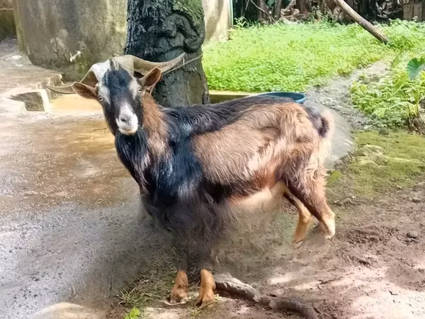 Արու այծ, Alpine goat — Քենիա