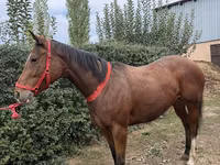 Madyan, Atlar — foto 2