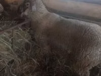 Kambing jantan, White Suffolk sheep — foto 4