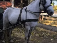 Horse (M), Horses — photo 3