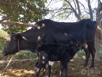 Vache, Bovins — photo 2