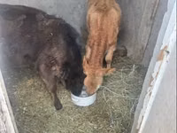 Cow, Cattle — photo 1