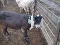 Goat, Nubian Goat — photo 4