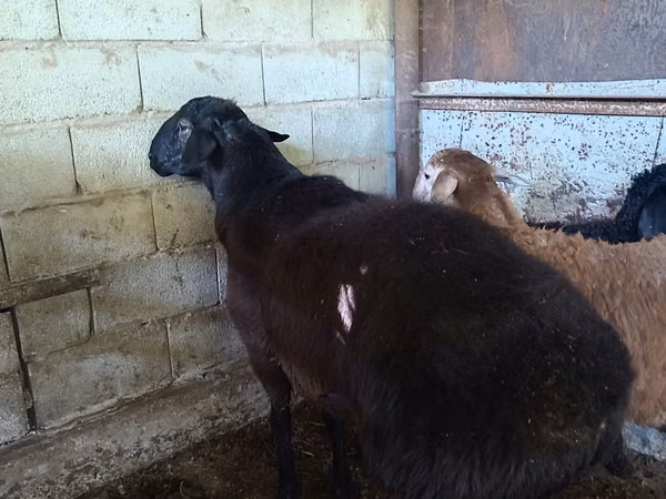 Sheep, Hissar sheep — Kazakhstan