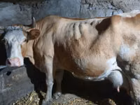 Cow, Simmental cattle — photo 2