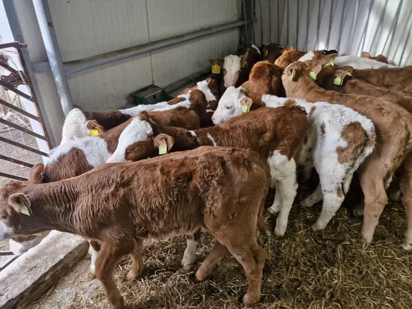 گاو نر, Simmental cattle — لهستان