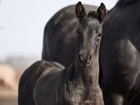 Жребец, Trakehner — снимка 3