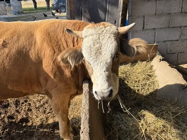 گاو نر, Simmental cattle