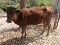 Cattle (batch, sex not specified), Cattle — photo 2