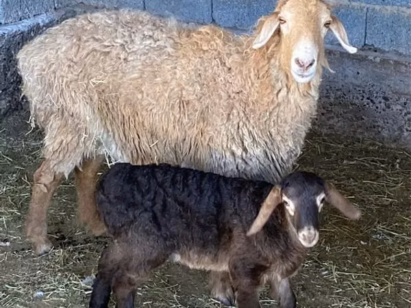 Ram, Sheep — Kazakhstan